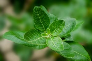 Une plante à part entière