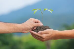 deux mains tenant une jeune plante avec terre sur fond naturel bleu et vert